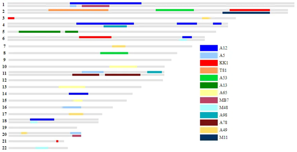 Chromosome Browsers
