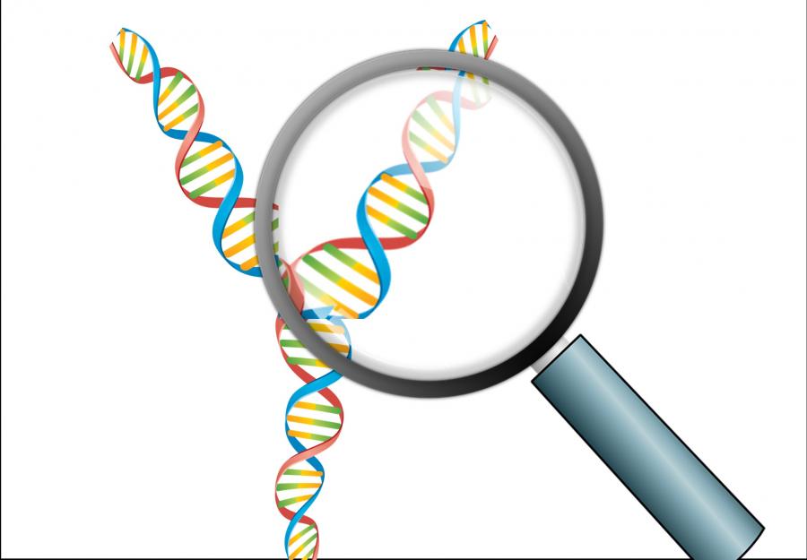 Y DNA